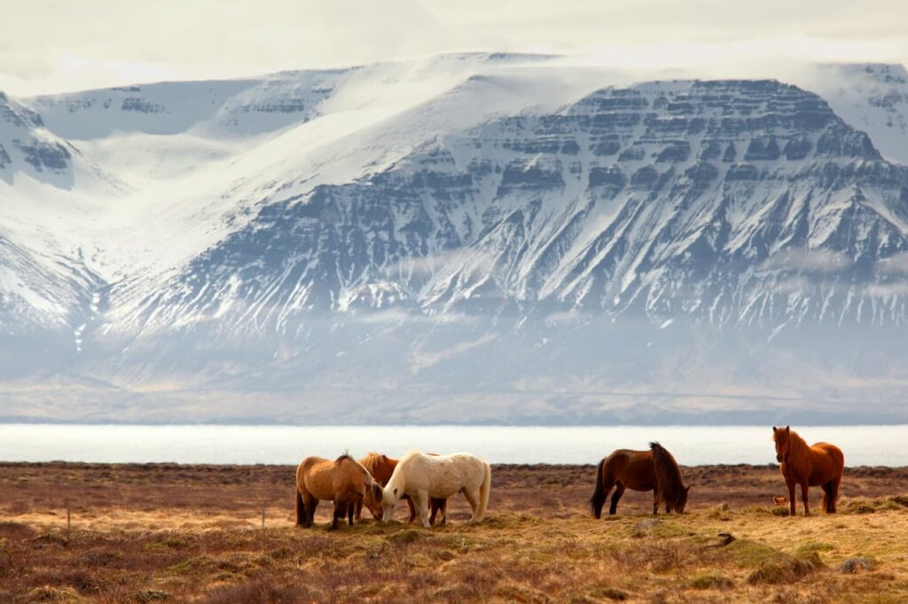 Road trip en Islande
